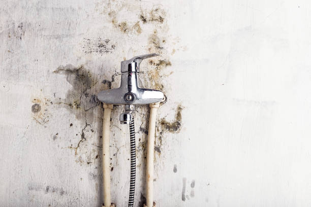 Best Black Mold Removal  in West York, PA