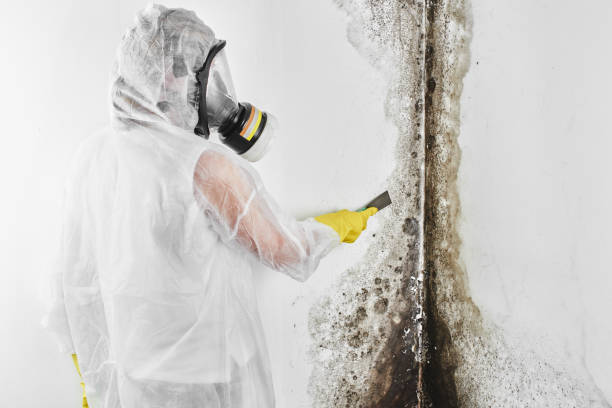 Best Affordable Mold Removal  in West York, PA