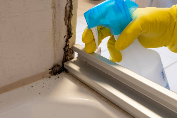 Best Commercial Mold Removal  in West York, PA