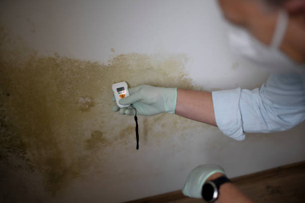 Best Fast Mold Removal  in West York, PA