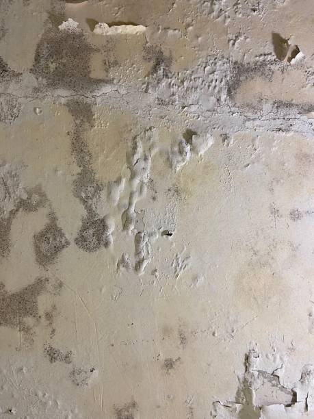 Best Mold Remediation  in West York, PA