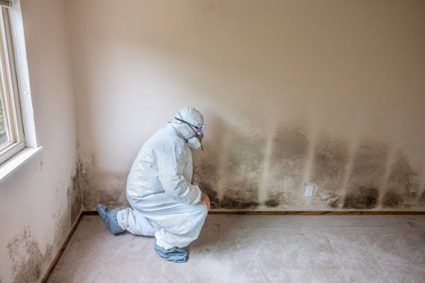 Best Certified Mold Removal  in West York, PA