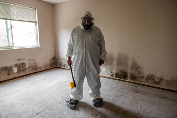 Best Same-Day Mold Removal  in West York, PA