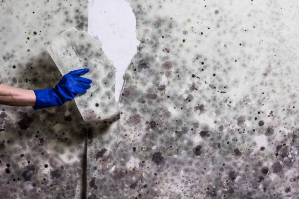 Best Mold Testing  in West York, PA