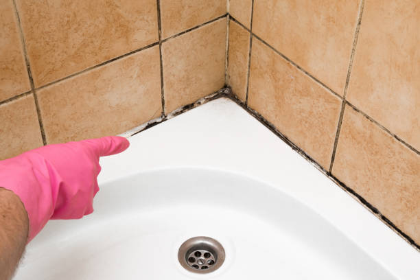 Best Mold Testing  in West York, PA