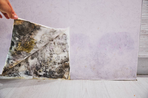 Best Home Mold Removal  in West York, PA